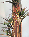 plants